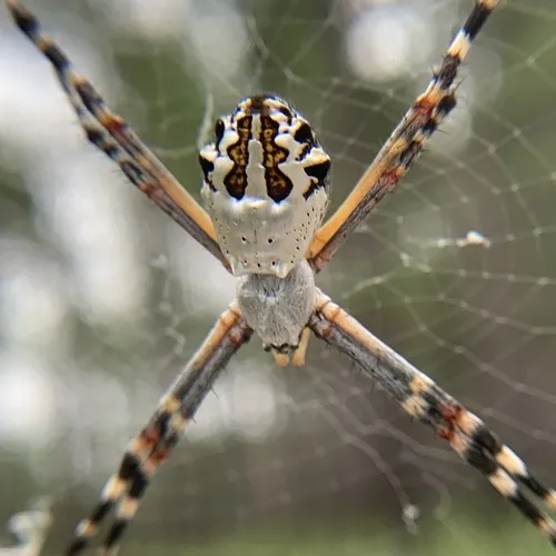 Florida Argiope