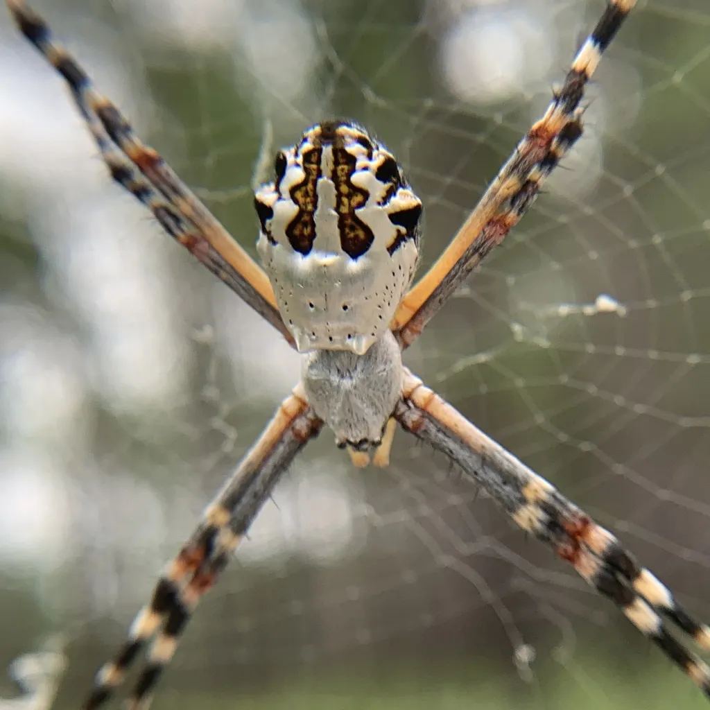 Florida Argiope - photo 2