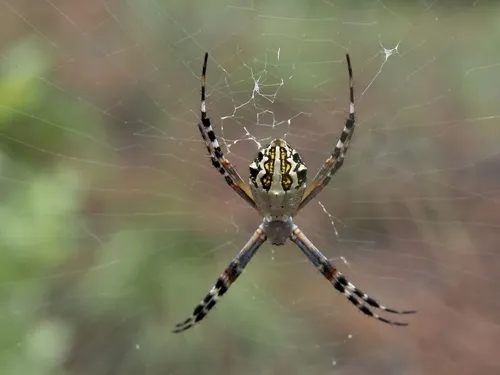 Florida Argiope - photo 4