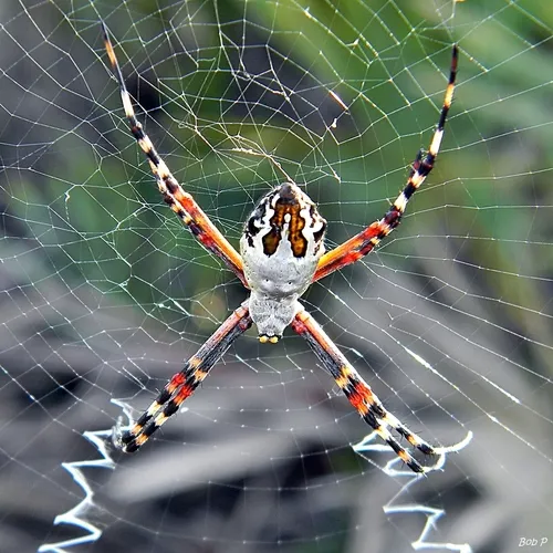 Florida Argiope - photo 5