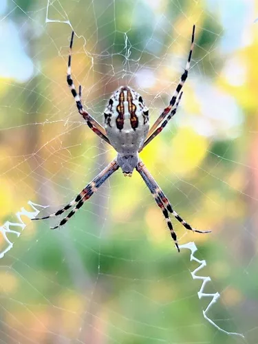 Florida Argiope - photo 6