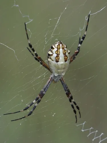 Florida Argiope - photo 7