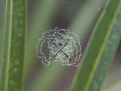 Florida Argiope - photo 8
