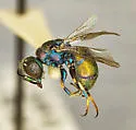 Argochrysis armilla