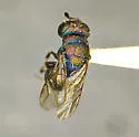Argochrysis armilla - photo 2