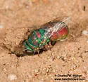 Argochrysis armilla - photo 3