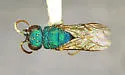 Argochrysis armilla - photo 4