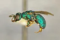 Argochrysis armilla - photo 5