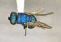 Argochrysis inornata