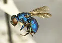 Argochrysis inornata - photo 2
