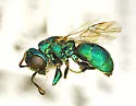 Argochrysis inornata - photo 3