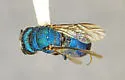 Argochrysis litura