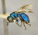 Argochrysis litura - photo 2