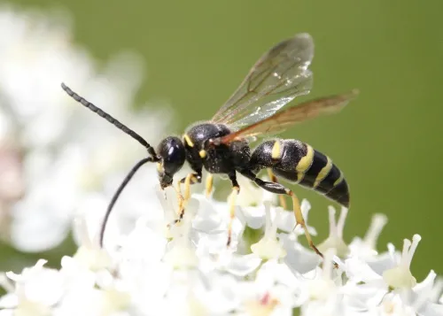 Argogorytes fargeii