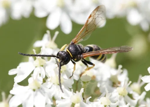 Argogorytes fargeii - photo 2