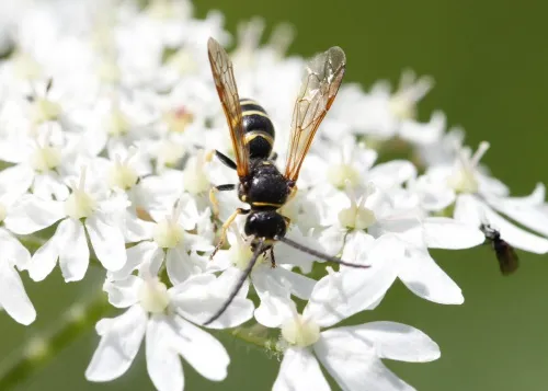 Argogorytes fargeii - photo 3