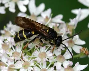 Argogorytes mystaceus