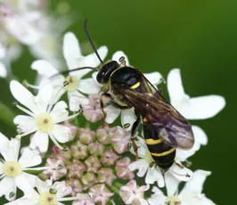 Argogorytes mystaceus - photo 2