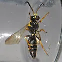 Argogorytes nigrifrons