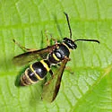 Argogorytes nigrifrons - photo 2