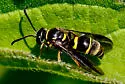 Argogorytes nigrifrons - photo 3