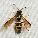 Argogorytes nigrifrons - photo 4