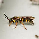 Argogorytes nigrifrons - photo 5