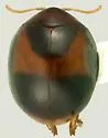 Argopistes scyrtoides