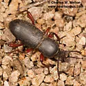 Argoporis alutacea - Argoporis alutacea
