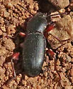 Argoporis alutacea - photo 3