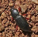 Argoporis alutacea - photo 4