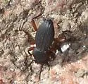 Argoporis apicalis - photo 4