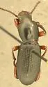 Argoporis bicolor - photo 5