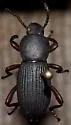 Argoporis costipennis