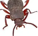 Argoporis costipennis - photo 2