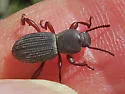 Argoporis costipennis - photo 3