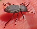 Argoporis costipennis - photo 4
