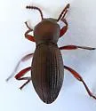 Argoporis costipennis - photo 5