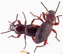 Argoporis rufipes