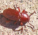 Argoporis rufipes - photo 2