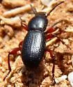 Argoporis rufipes - photo 4