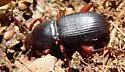 Argoporis rufipes - photo 5