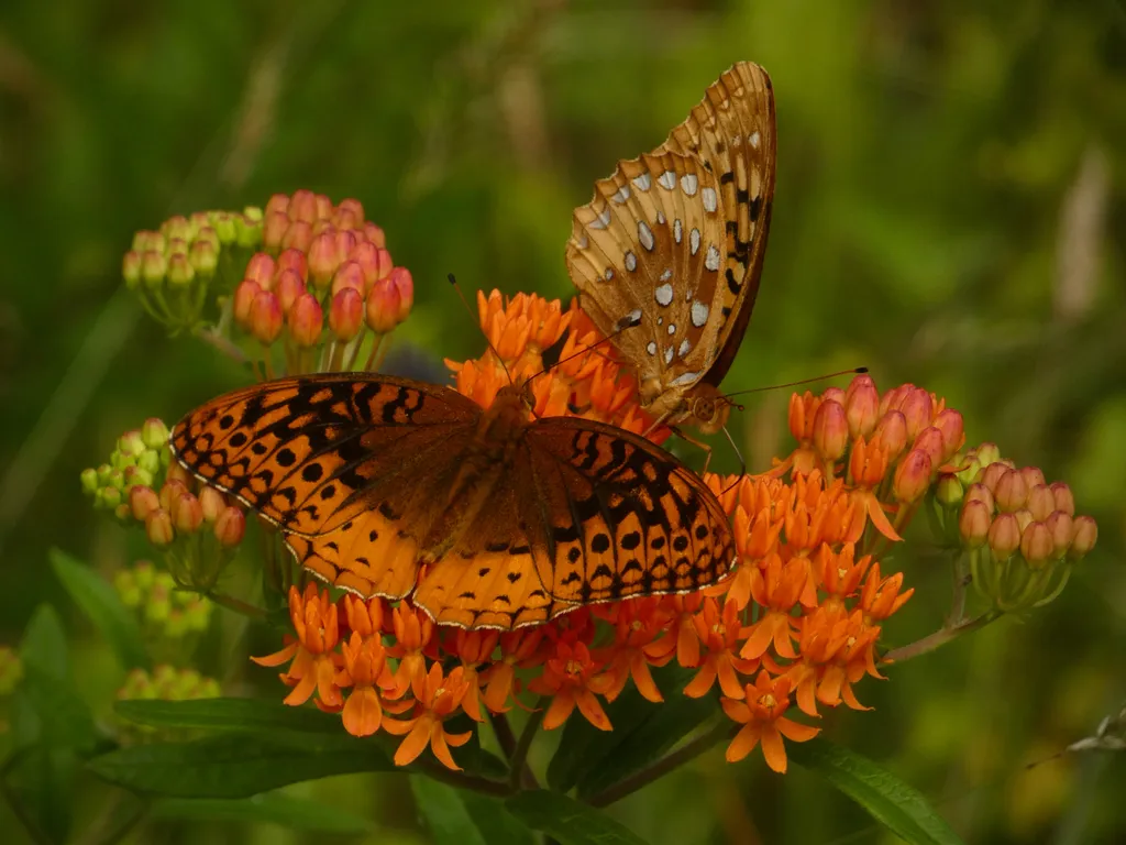 Great Spangled Fritillary - photo 2