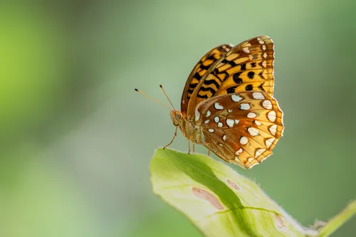 Great Spangled Fritillary - photo 5