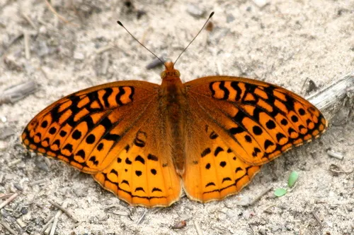 Great Spangled Fritillary - photo 6