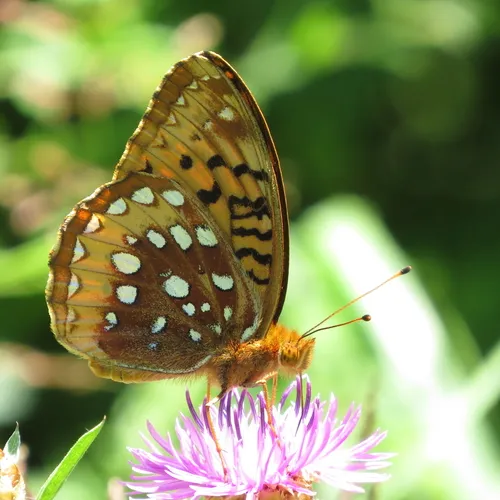 Great Spangled Fritillary - photo 7