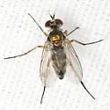 Argyra albicans