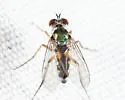 Argyra albicans - photo 2