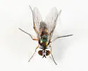Argyra albicans - photo 3