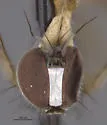 Argyra angustata - photo 4
